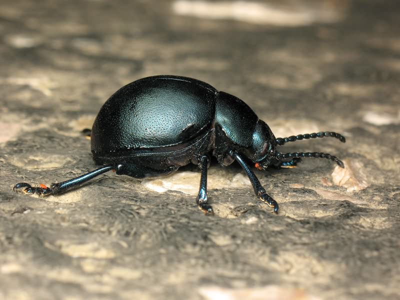 Timarcha tenebricosa (Fabricius, 1775)